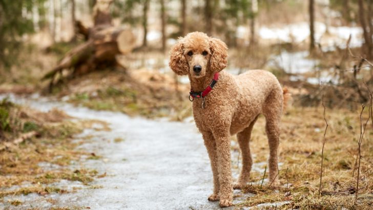 Standaard Poedel Groeigrafiek: Bijhouden Van Poedelgrootte - Hond-event.nl